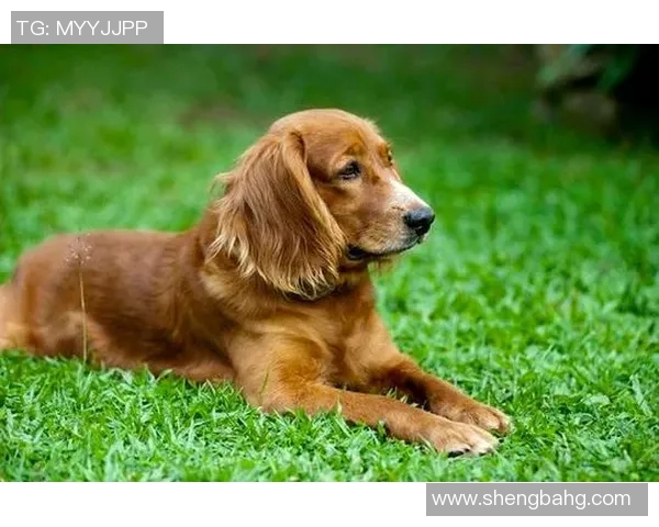 足球明星们的宠物和喜爱的动物揭秘与趣闻分享